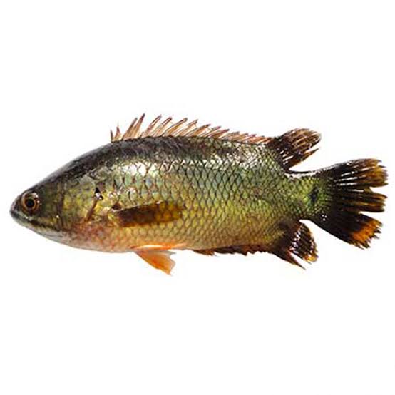 দেশি কৈ মাছ