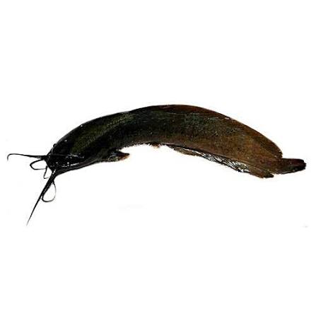 দেশি মাগুর