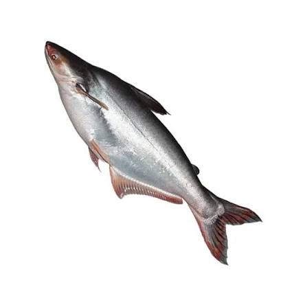 পাঙ্গাস মাছ