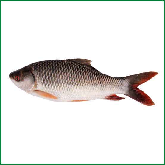 রুই মাছ