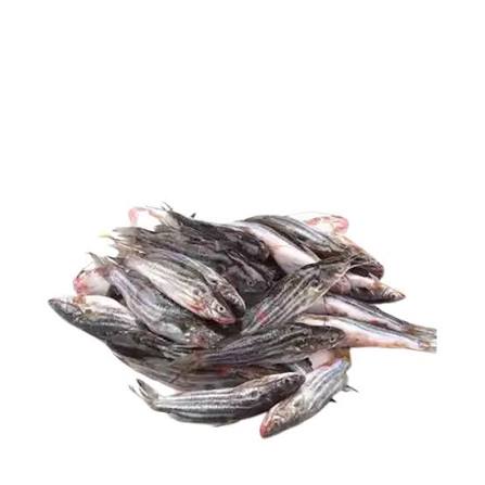 শিং মাছ
