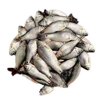 পুটি মাছ