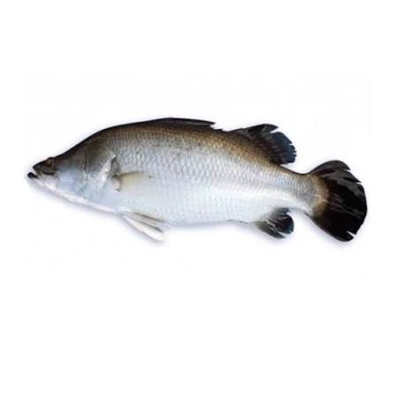 ভেটকি মাছ