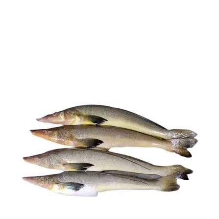 কোরাল মাছ