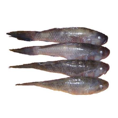 লইট্টা মাছ