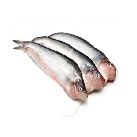 সাদা পমফ্রেট