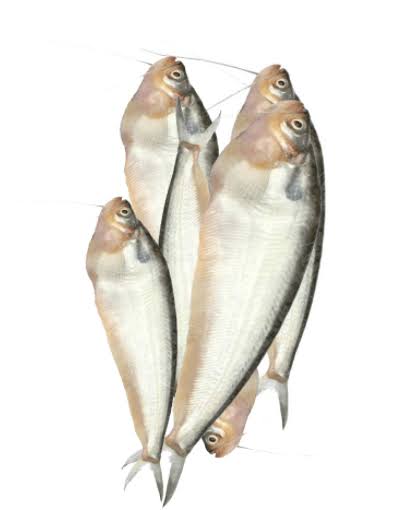 রূপচাঁদা মাছ