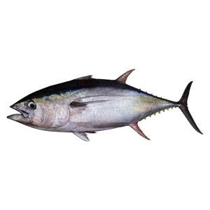 টুনা মাছ